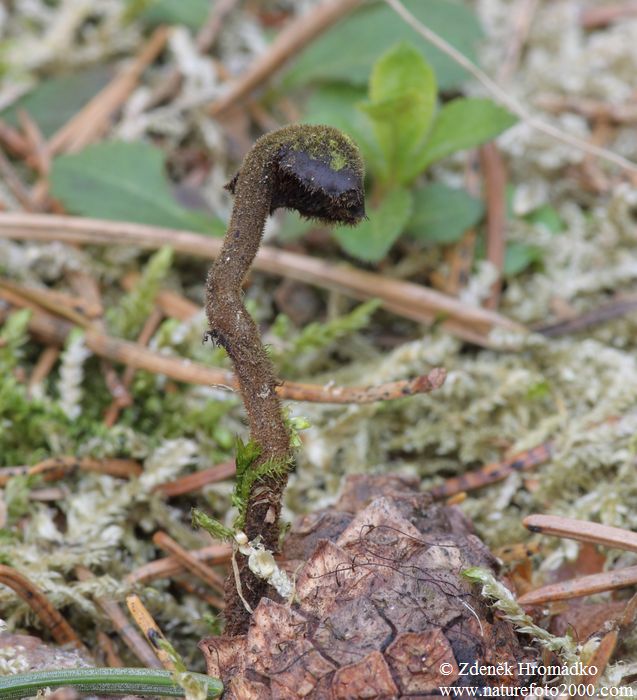 lžičkovec šiškovitý, Auriscalpium vulgare (Houby, Fungi)